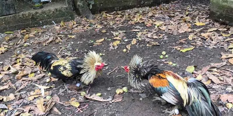 Những chương trình khuyến mãi hấp dẫn khi tham gia đá gà 188Bet